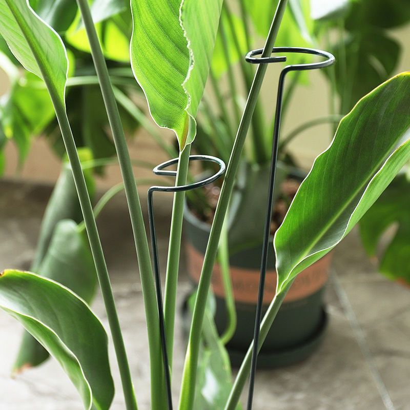 1/10 قطعة حديقة دعم حصة حلقة م - مراجعة Gardening Tools Range وسعره