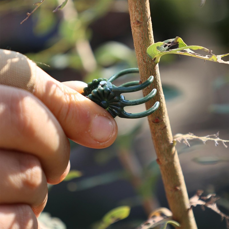 مشابك دعم النباتات الصغيرة بال - مراجعة Gardening Tools Wholesale وسعره