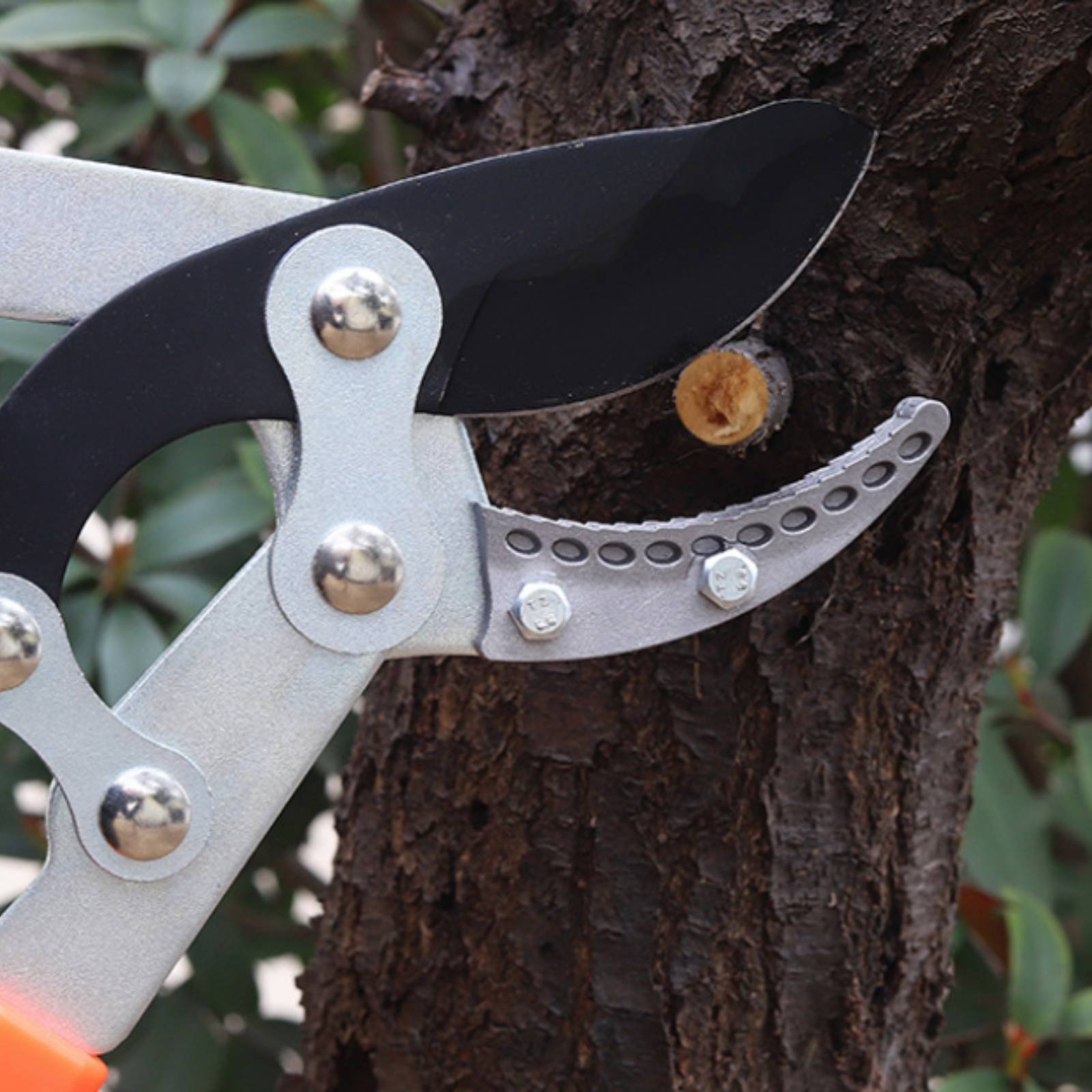 مقصات تقليم الأغصان التلسكوبية - مراجعة Gardening Tools In وسعره